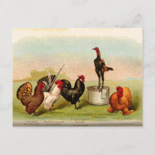 Postal antique Louis P. Graham Bantams Poultry