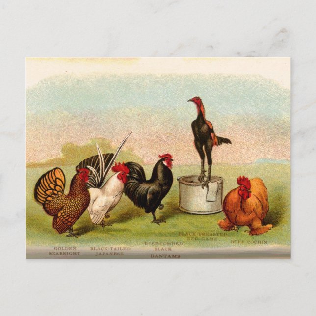 Postal antique Louis P. Graham Bantams Poultry (Anverso)