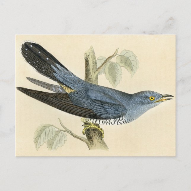 Postal Antique Print of a Common Cuckoo (Anverso)