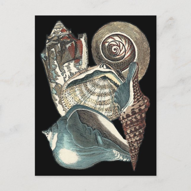 Postal Antología de las conchas marinas (Anverso)