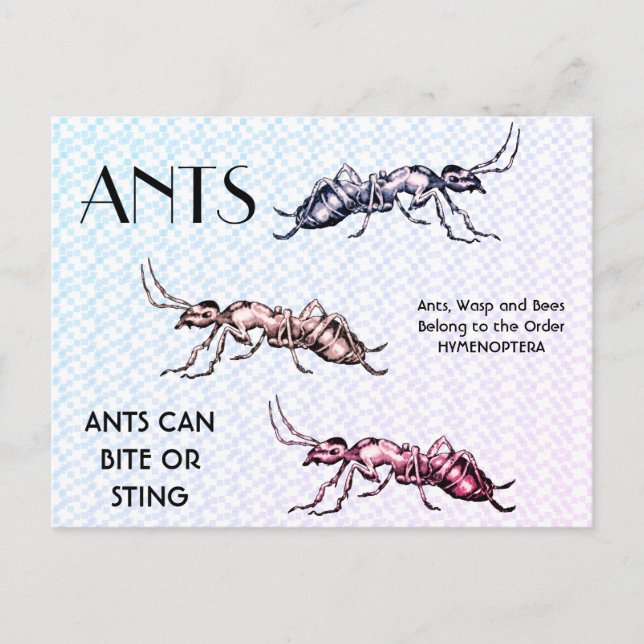 Postal Ants Insect Bugs Creaturas Crawly Asombrosas (Anverso)