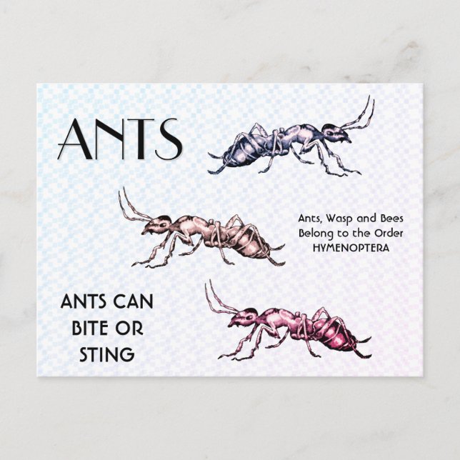Postal Ants Insect Bugs Creaturas Crawly Asombrosas (Anverso)