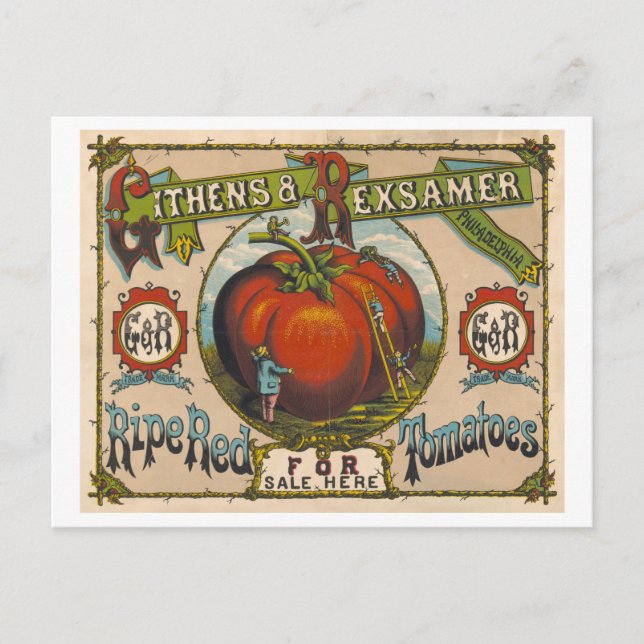 Postal Anuncio de cosecha de tomates rojos maduros (Anverso)