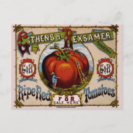 Postal Anuncio de cosecha Tomates rojos