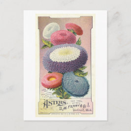 Postal Anuncio de época para Asters de Ferry & Co.