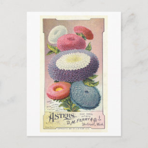 Postal Anuncio de época para Asters de Ferry & Co.