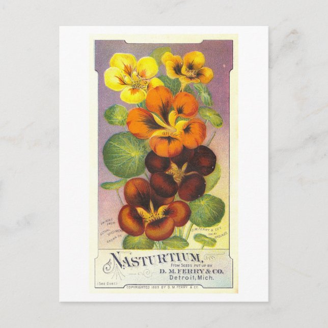 Postal Anuncio de época para ferry y compañía Nasturtiums (Anverso)