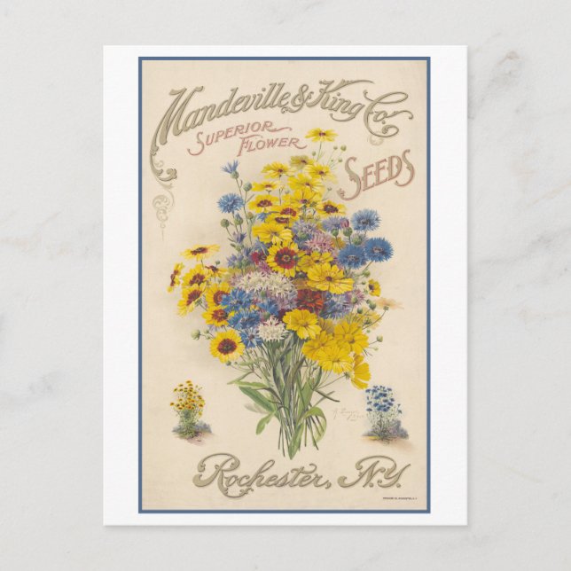 Postal Anuncio de época Semillas de flores de Mandeville (Anverso)