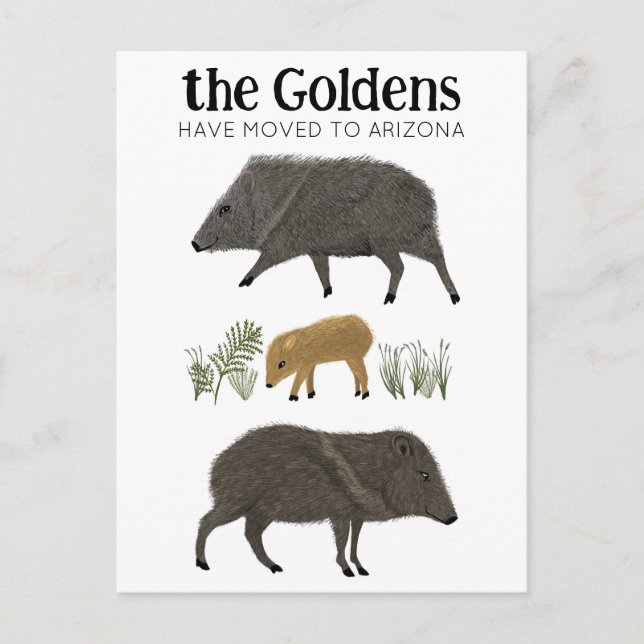 Postal ANUNCIO DE TRASLADO Familia de Javelina Desierto A (Anverso)