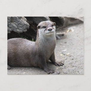 Postal Aonyx cinerea