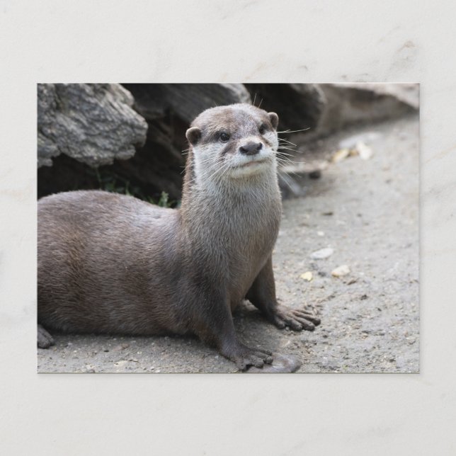 Postal Aonyx cinerea (Anverso)