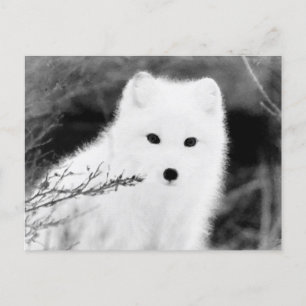 Postal *~* AP18 Twig Fox White Snow Fox Polar Ártico