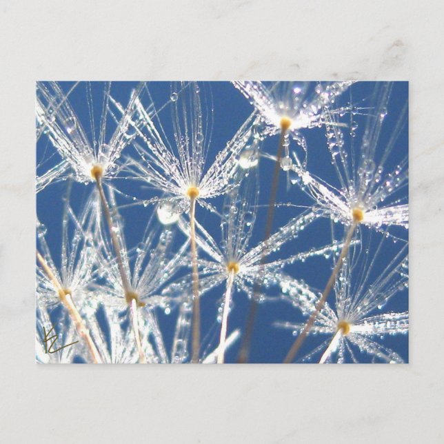 Postal Apacible Dandelion azul y blanco con salsa (Anverso)