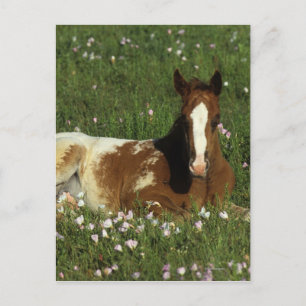 Postal Apaloosa Foal tumbado en las flores
