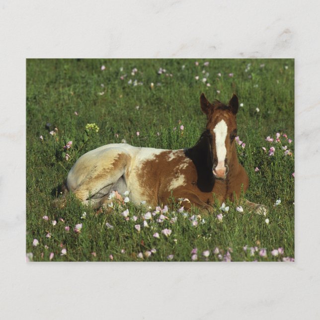Postal Apaloosa Foal tumbado en las flores (Anverso)