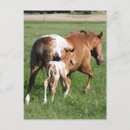 Postal Apaloosa foliar y mare