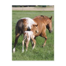 Apaloosa foliar y mare