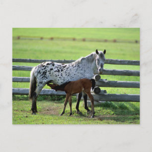 Postal Apaloosa Mare y Caballos de Colt