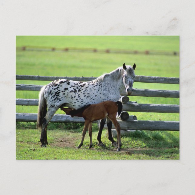 Postal Apaloosa Mare y Caballos de Colt (Anverso)