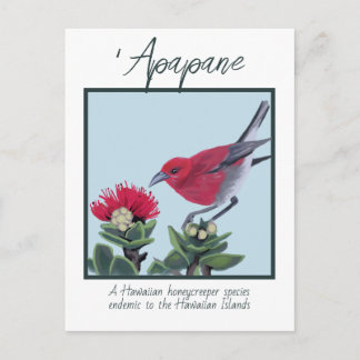 Postal Apapane & Lehua Blossom Hawaii Nature Illustration