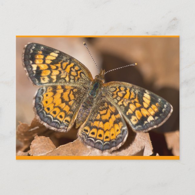 Postal Aparatos y regalos de tela marrón y Naranja (Anverso)