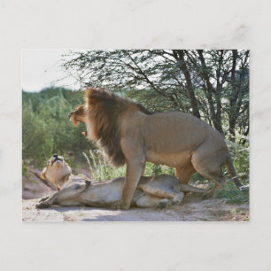 Postal apareamiento de leones, Panthera leo, Kgalagadi
