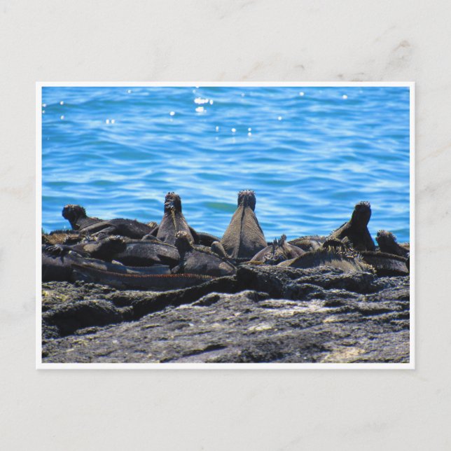 Postal apariencia de iguana marina (Anverso)