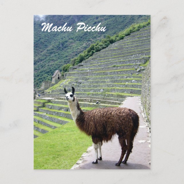 Postal apariencia de llama de perú (Anverso)