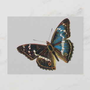 Postal Apatura iris macho