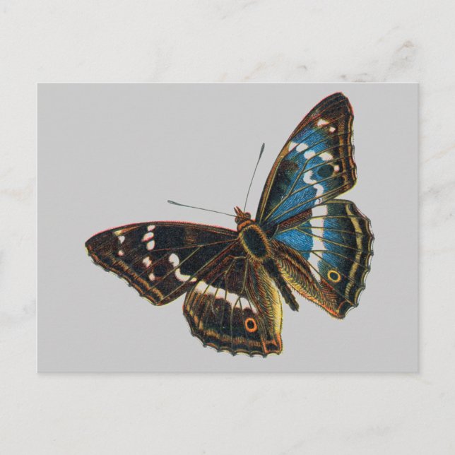Postal Apatura iris macho (Anverso)