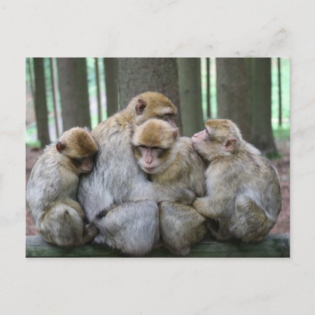 Postal Ape Group Hug (Anverso)