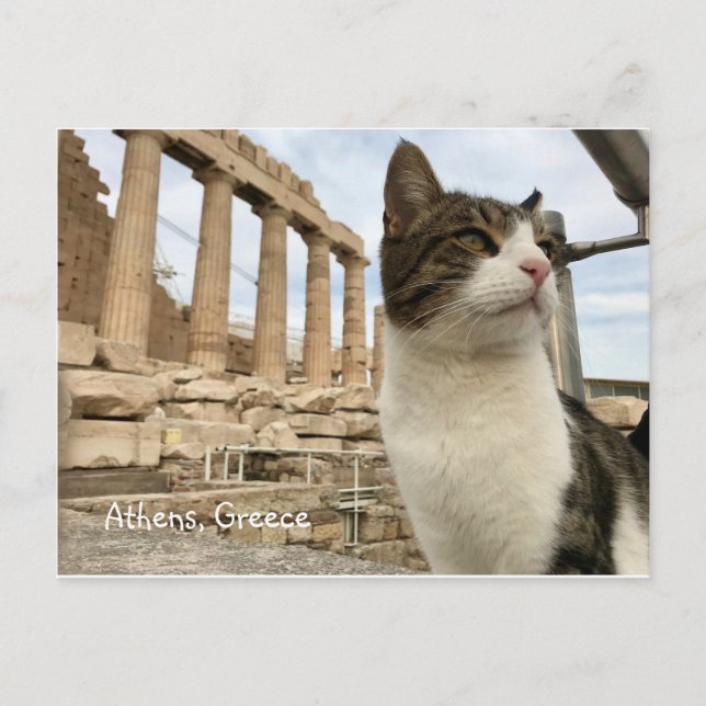Postal Apéndice Parthenon de Acropolois Cat Kitten (Anverso)