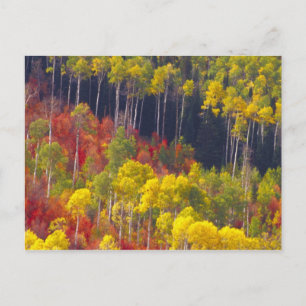 Postal Apenos coloridos en el Cañón Logan Utah en la
