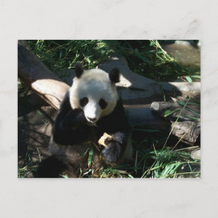 Postal Aperitivo nocturno