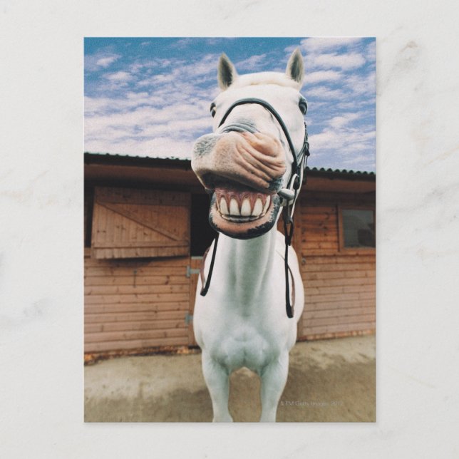 Postal Apertura de boca para acercamiento de caballos (Anverso)