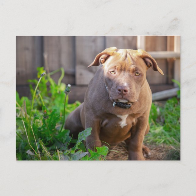 Postal Apertura de bulldog estadounidense (Anverso)