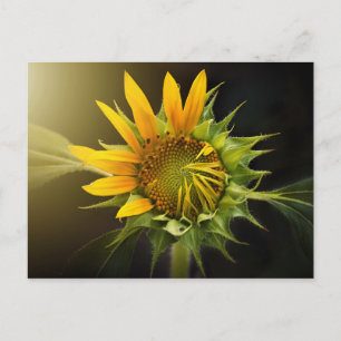 Postal Apertura de girasol en pleno auge
