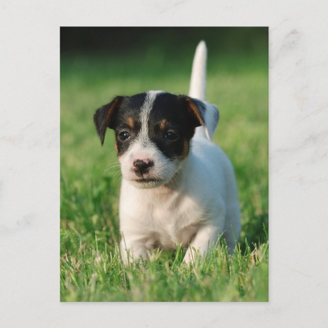Postal Apertura de Jack Russell Terrier (Anverso)