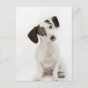 Postal Apertura femenina de Dachshund/Chihuahua