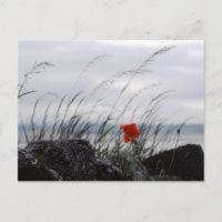 Apertura solitaria, Lindisfarne, Inglaterra - Post