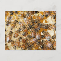 Apicultura en Arlo's Honey Farm