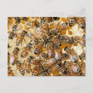 Postal Apicultura en Arlo's Honey Farm