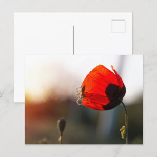 Postal Aplasto de primavera con araña