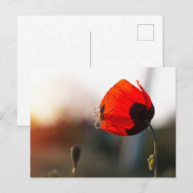 Postal Aplasto de primavera con araña (Anverso / Reverso)