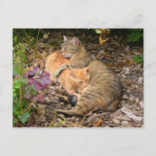 Postal Aplausos Ginger Big Baby Cat