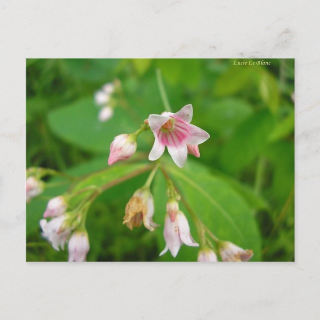 Postal Apocyn à feuilles d'androsème (Anverso)