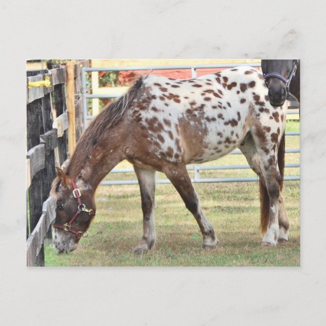 Postal Appaloosa (Anverso)