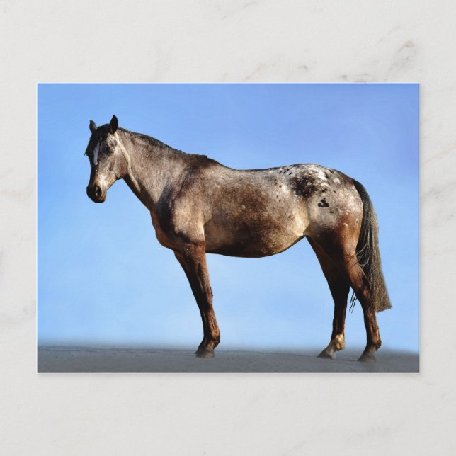 Postal Appaloosa (Anverso)