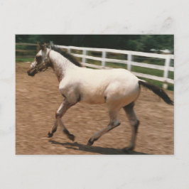 Postal Appaloosa/Colorado Ranger Colt