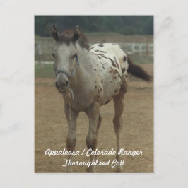 Postal Appaloosa / Colorado Ranger ThooughbredColt